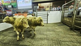Pneumonia vaccinations vital for African weanling market - exporter