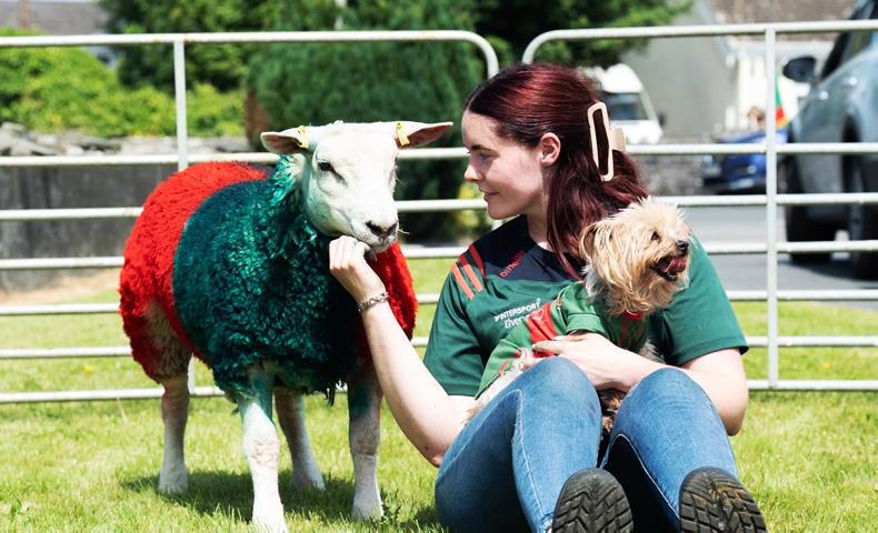Marking Mayo’s big day                                      