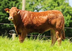 Castleview offers cream of the crop