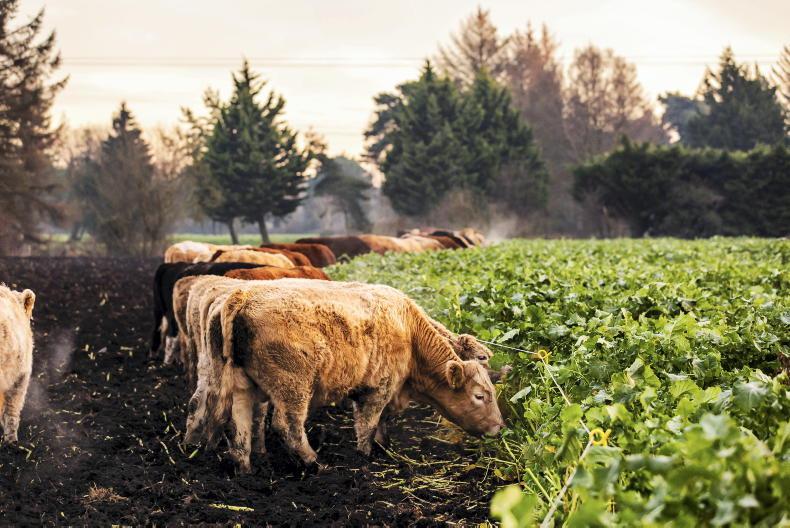 What are the options when it comes to winter forage crops?
