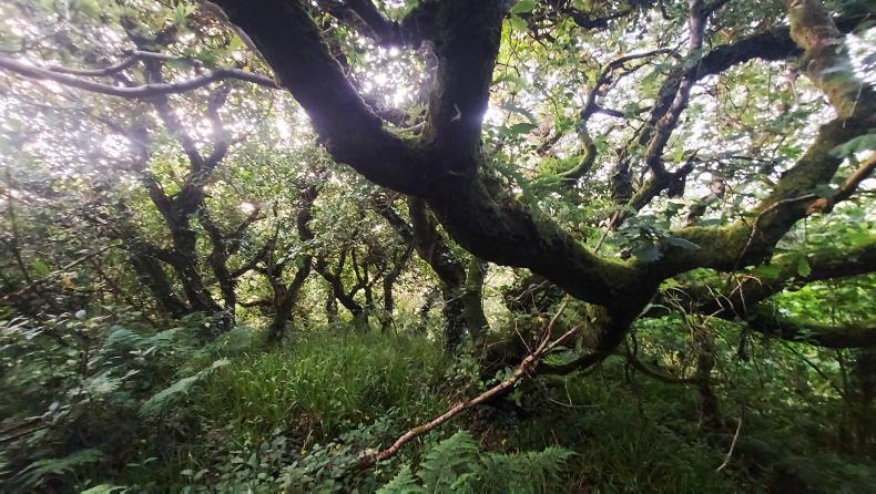 Coillte and national parks hold key for native woodland restoration