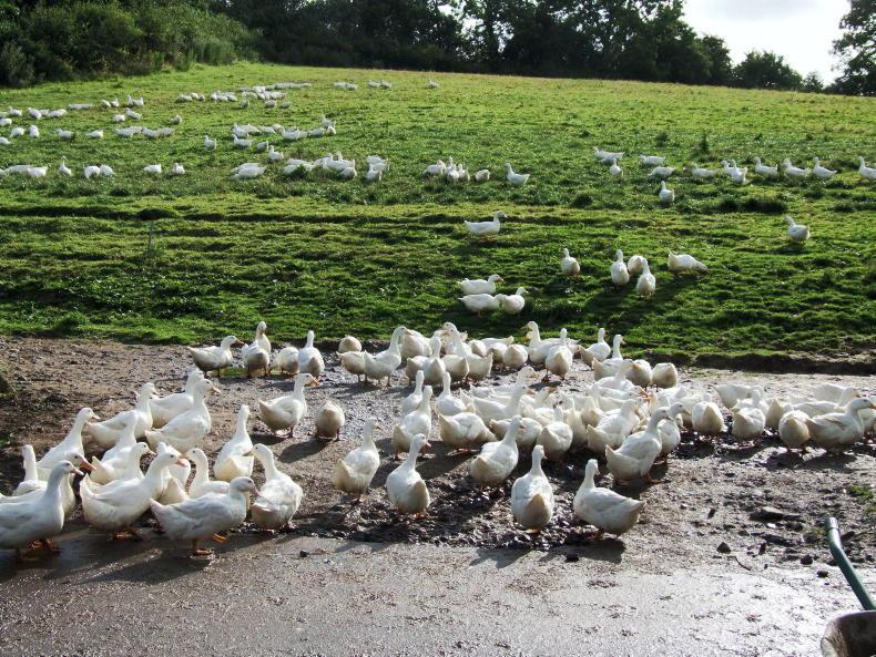 Carlow duck farmer wins latest court battle with Department