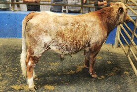 Camera at the Mart: slight easing of prices in Roscrea