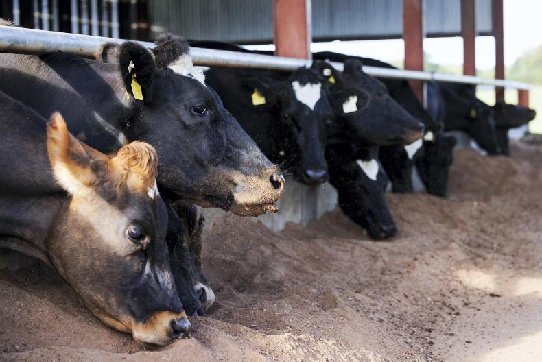IFA encourages farmers to use Irish grain to stretch fodder during drought