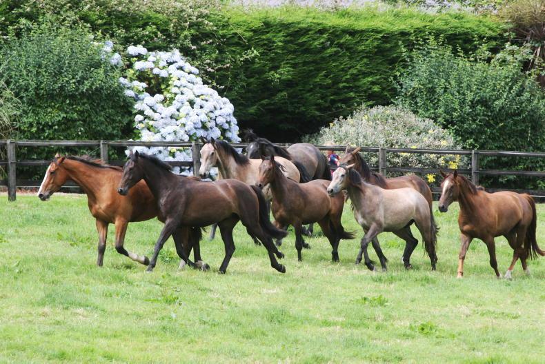 New equine profiles available on MyAgfood.ie