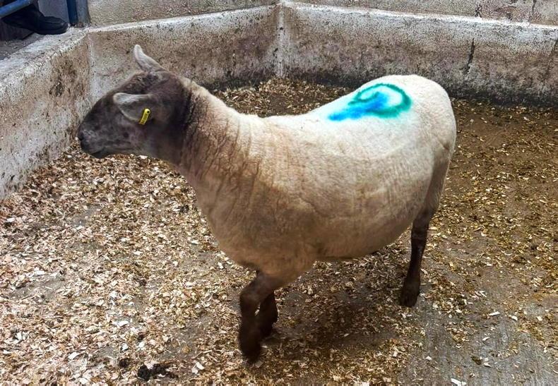 Camera at the Mart: strong demand for all types in Cahir