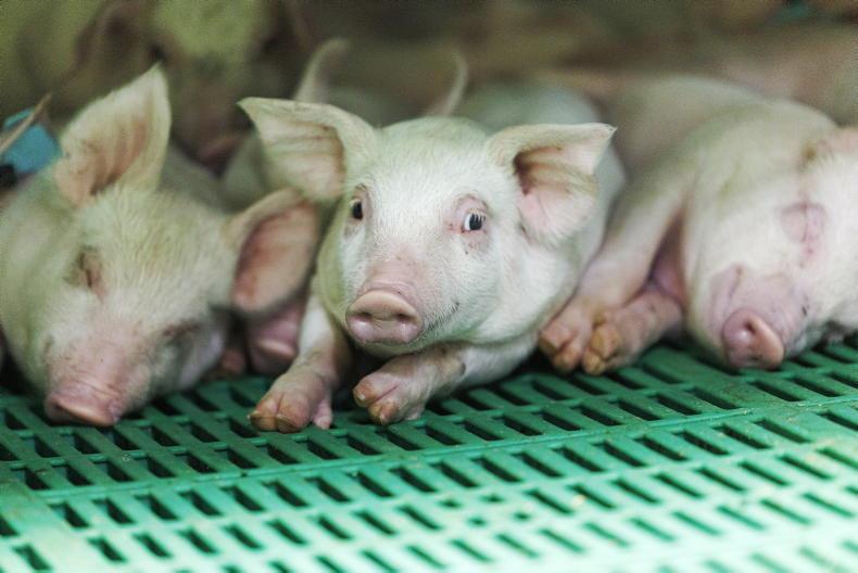 New NAP is ‘workable’ for NI pig sector