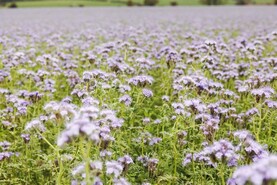 Arable land still out of Farming with Nature
