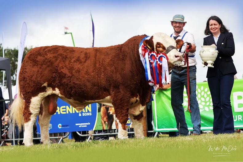 Tullamore Show: New ET and natural-bred classes for 2026-born Limousin calves
