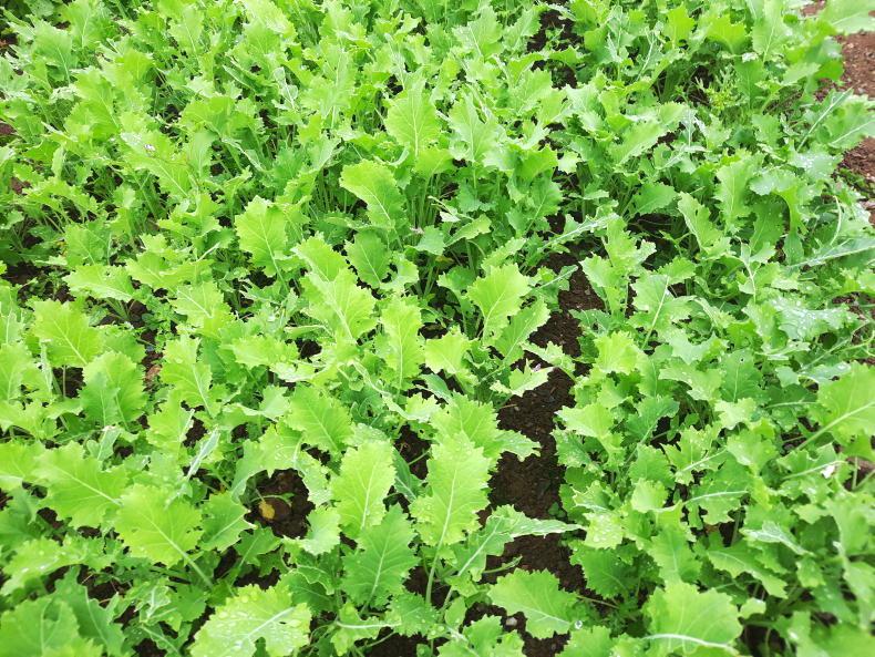 Catch crops sowing dates, applications and seed mixes