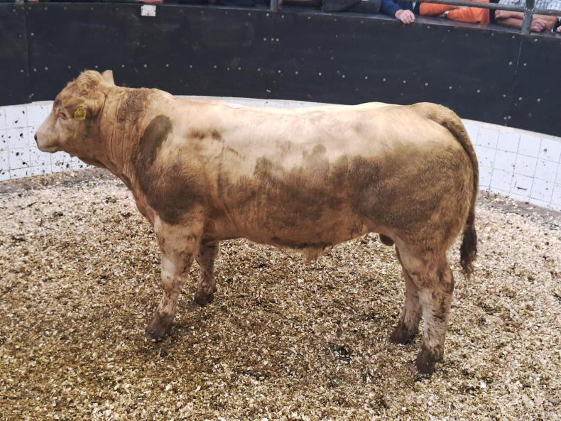 Watch: top call of €4,320 in Elphin for weanling heifers