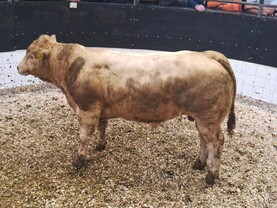 Watch: top call of €4,320 in Elphin for weanling heifers