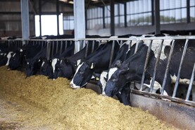 Dairy Management: rain brings relief, but keep feeding and delay fertiliser