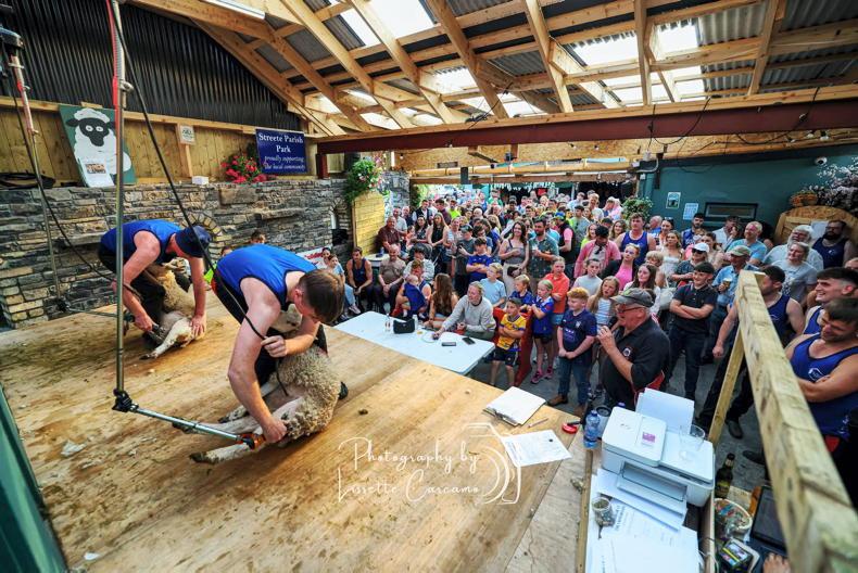 World's fastest sheep shearers to compete at Longford Charity Speed Shear