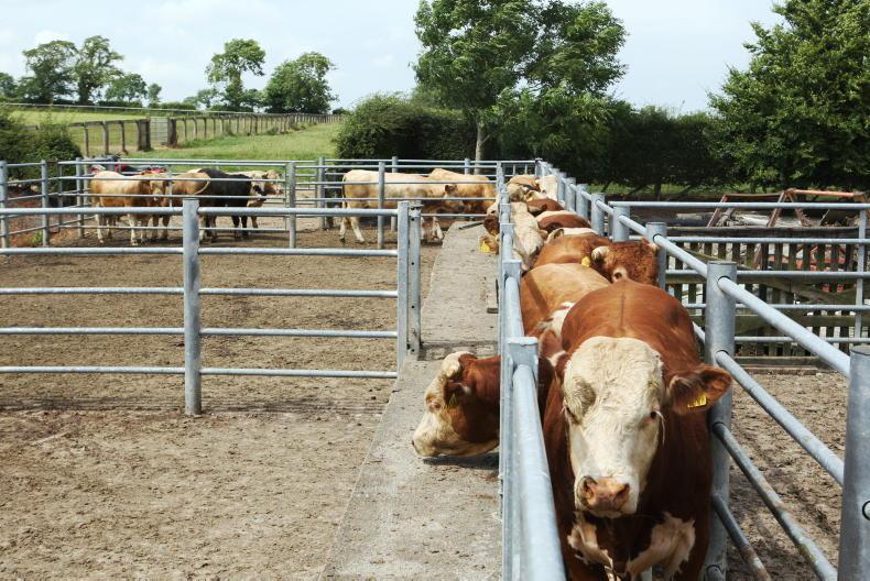 Purchasing cattle – a quick biosecurity check will help protect your herd
