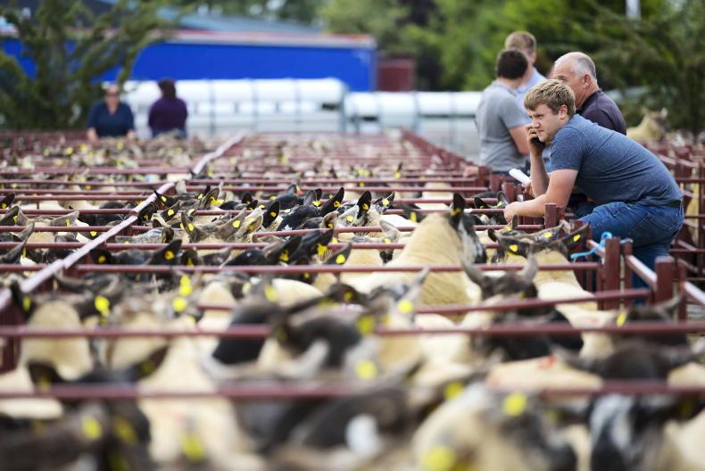 Tullow sheep breeders kick-starting breeding ewe sales