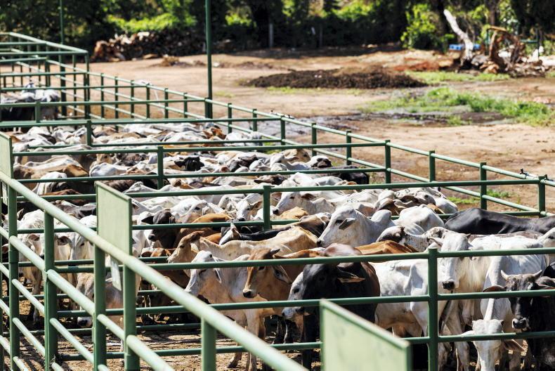 Scottish farmers call on UK to ban Brazilian beef