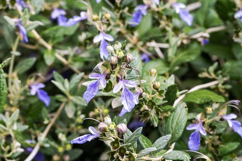 Gardening with Paul: simple ways to save your plants during a dry spell