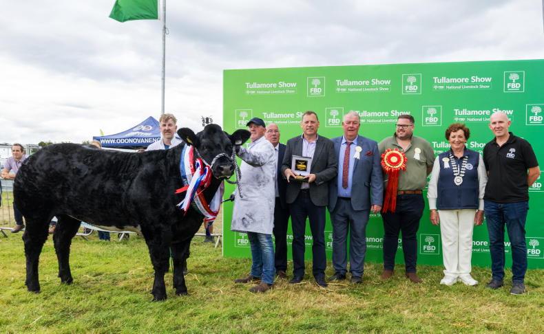 Over 300 commercial cattle set off for Tullamore