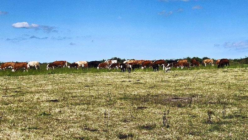 Farmer Writes: making the most of the dry weather