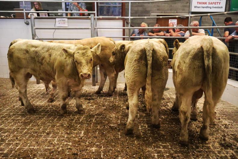 Camera at the Mart: shippers steal the show in Skibbereen
