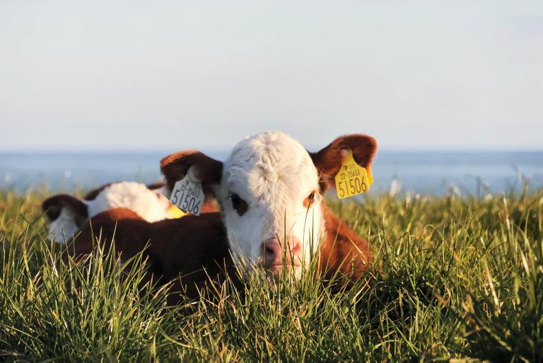 Vet’s Corner: don’t wait until housing, August determines winter calf health