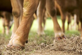 'Marksmen' shoot 50 cattle on farm in 12-hour operation