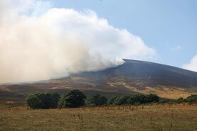 Rebuilding sheep flock obvious mechanism to offset upland fires - IFA