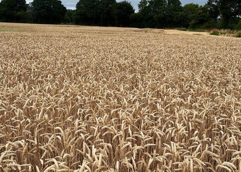 Drought hitting crops on light land