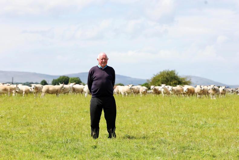 Meet the Galway man breeding pedigree Texels for 50 years