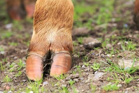 UFU demands review into incident where cattle were shot on Tyrone farm