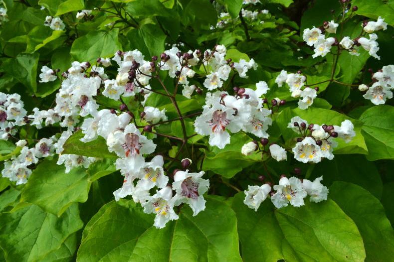Gardening with Mary: the plants that thrive in dry weather