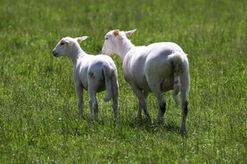 First case of scrapie in five years confirmed in US