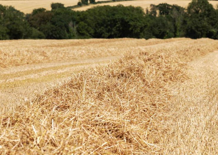 Home Farm:  harvest done and dusted   