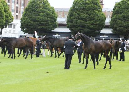 Dempsey at Large: our thoroughbred sector is many furlongs ahead
