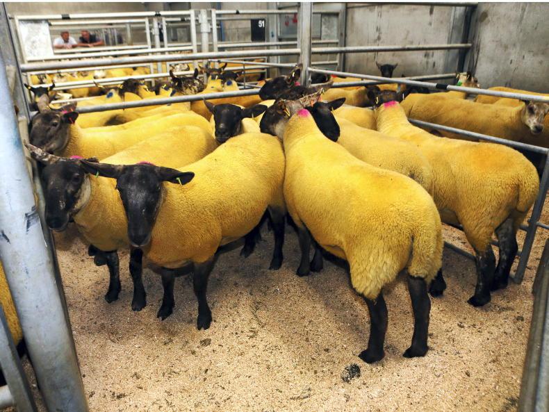 First hoggets up £8/head at Ballymena