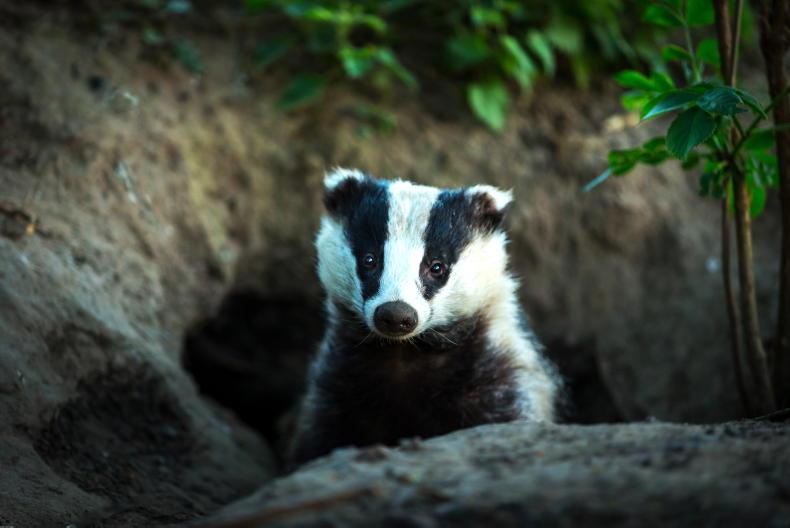 Over 8,000 badgers culled in 2025 under TB programme