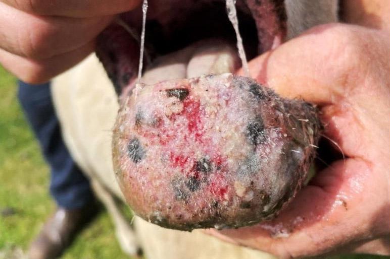 Bluetongue cases have ‘exploded over the weekend’ in England