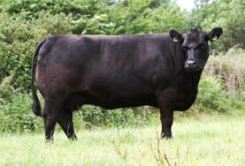 Mercury Matrons average an impressive €7,360