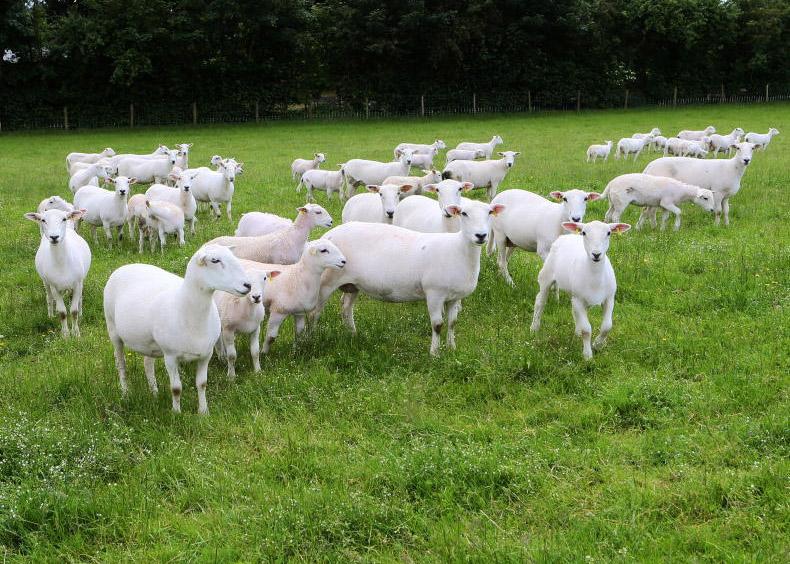 Watch out for lamb injection sites, says Dunbia