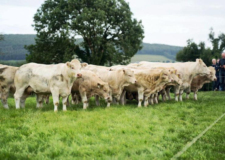Maternal genetics and management key to success at IGA beef walk