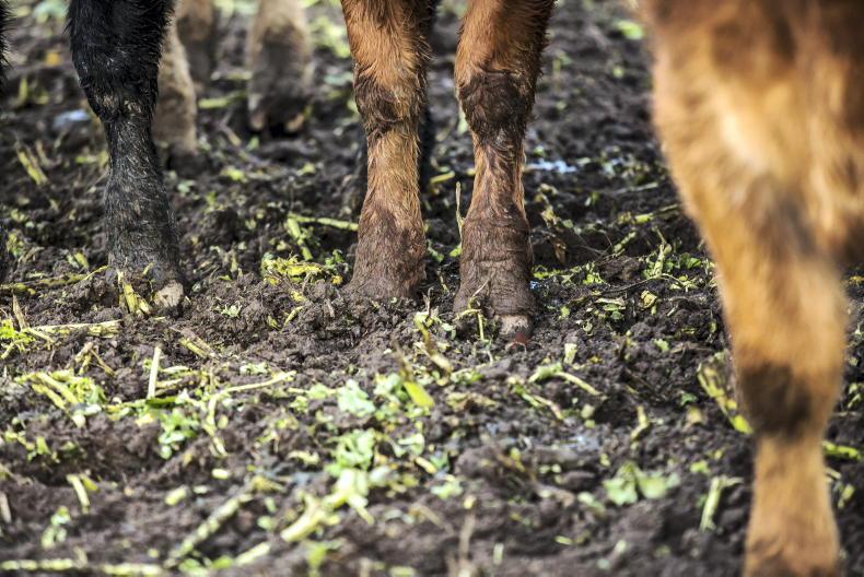 Over 2,600 cattle and sheep seized by Department