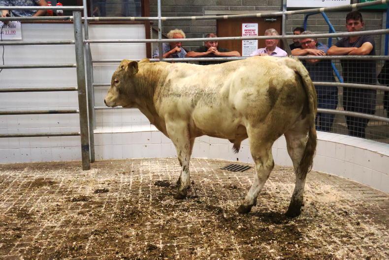 MartBids Database: weanlings hold firm but heavy cattle tougher trade