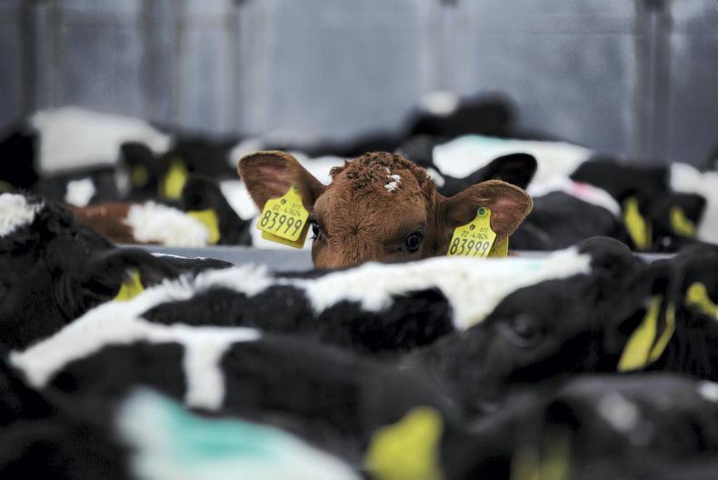 IFA raises concerns over Irish cattle access to the EU single market