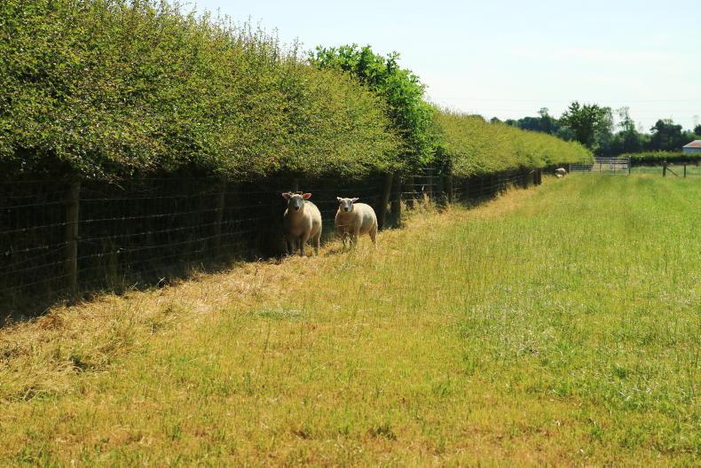 Sheep Management: bluetongue virus vaccination and fertiliser application