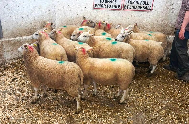 Sheep mart watch: bigger sheep numbers appearing in marts
