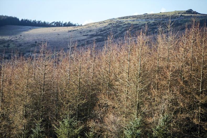 Over 800,000ac of New Zealand sheep and beef farms sold for forestry since 2017