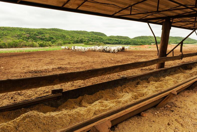 Editorial - Brazil beef ban   