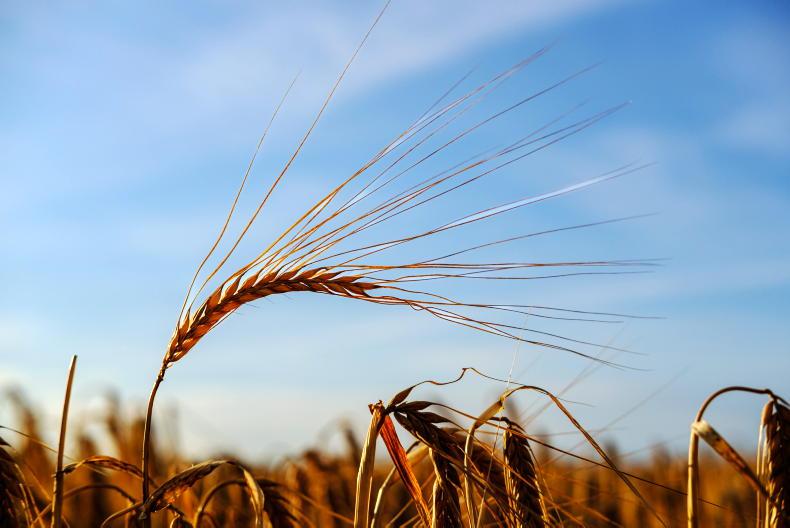 Grain Trends: markets fall with oil and sellers