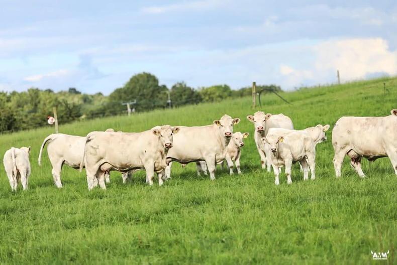 Grass+ Beef: tide slowly turning on grass growth